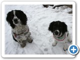 img_9261_mardi_gras_dogs
