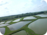 Kloubec Koi Farms - Come fly with me (2)