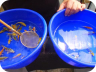 Kloubec Koi Farm - Culling (6)
