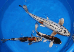 3_Koi.gif