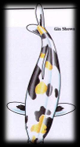 Gin_Showa.jpg