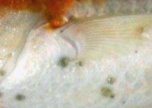 fish-lice-02.jpg