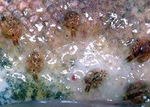 fish-lice-03.jpg