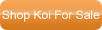 Koi For Sale Koi For Sale