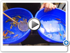 Kloubec Koi Farm - Culling (6)