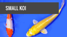 Koi Fish For Sale In Many Varieties Kloubec Koi Farm