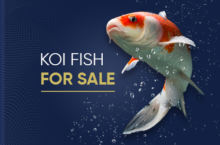 Koi Fish For Sale - Kloubec Koi Farm
